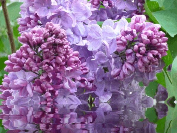 Сирень обыкновенная Индия