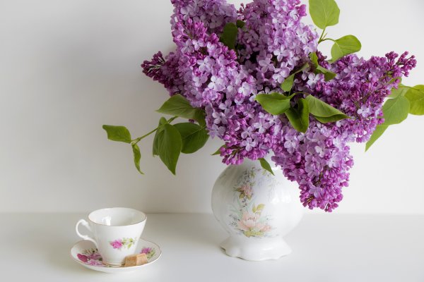 Сирень Хелен