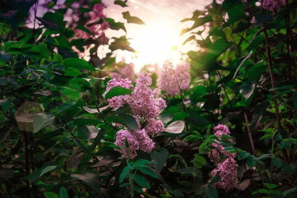 Костанди Цветущая сирень