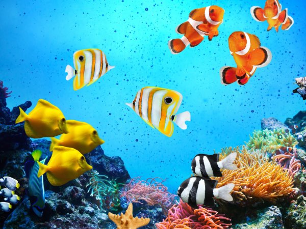 Морское дно