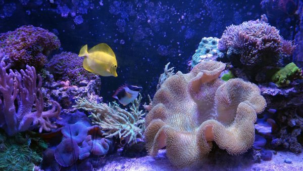 Шарм-Эль-Шейх море