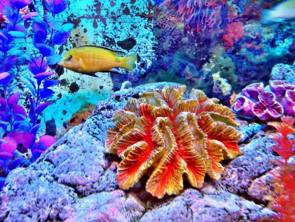 Подводный мир океана