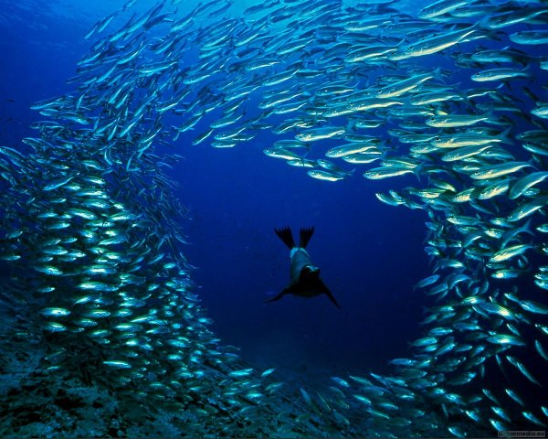 Рыбки в коралловых рифах