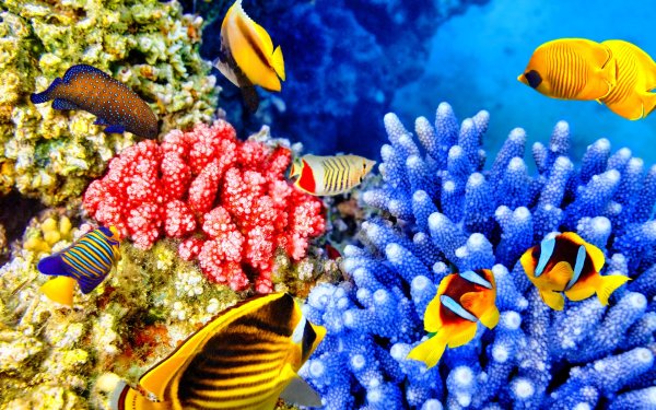 Живой риф красное море