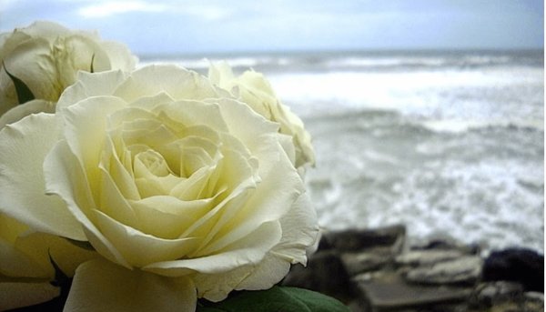 Букет на берегу моря