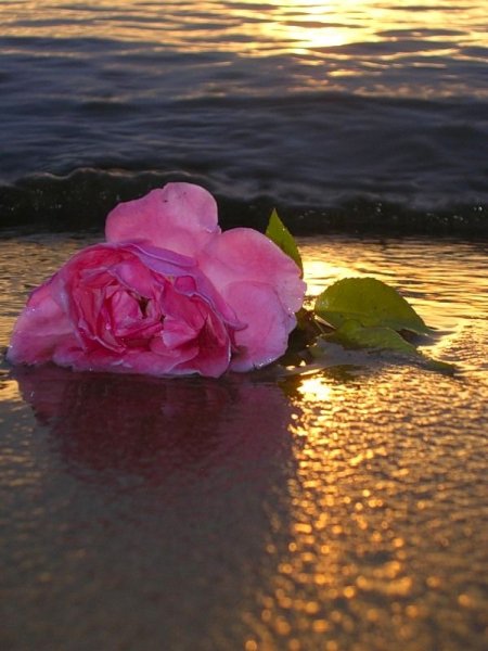 Цветы и море