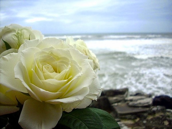 Море белых роз