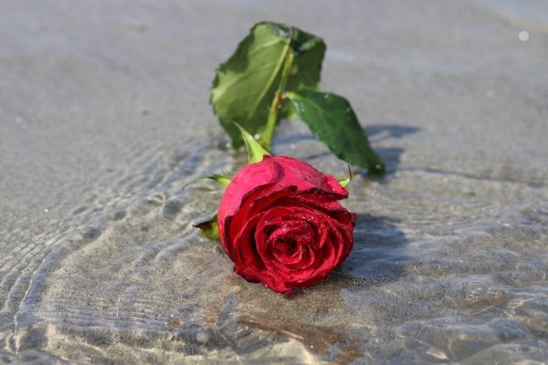 Вечерние море цветов