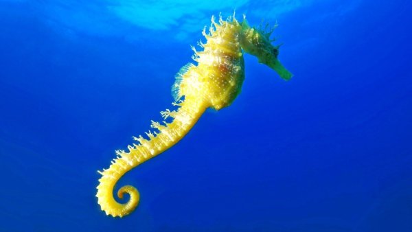 Вайширский морской конек