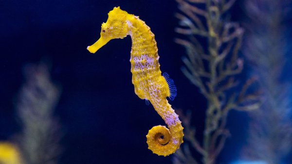 Морской конек Тритон