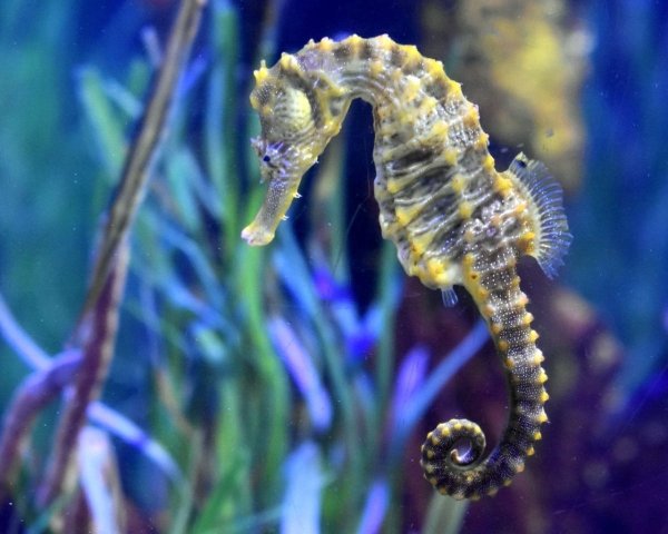 Морской конёк (Hippocampus guttulatus)