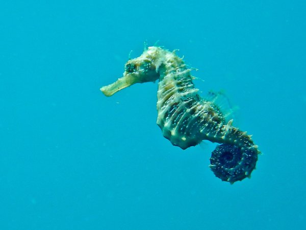 Длиннорылый морской конёк