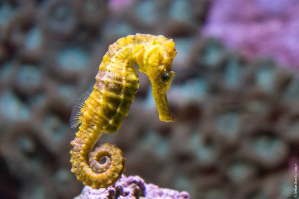 Морской конек Баргибанта