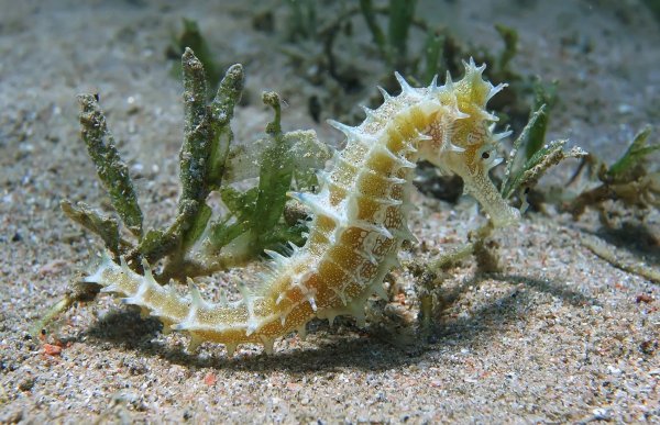 Морской конек