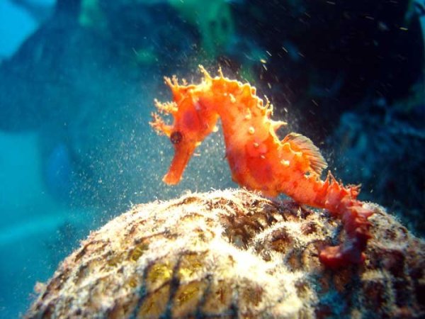 Морской конёк (Hippocampus guttulatus)