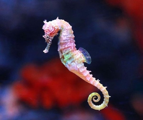 Гиппокамп морской конек