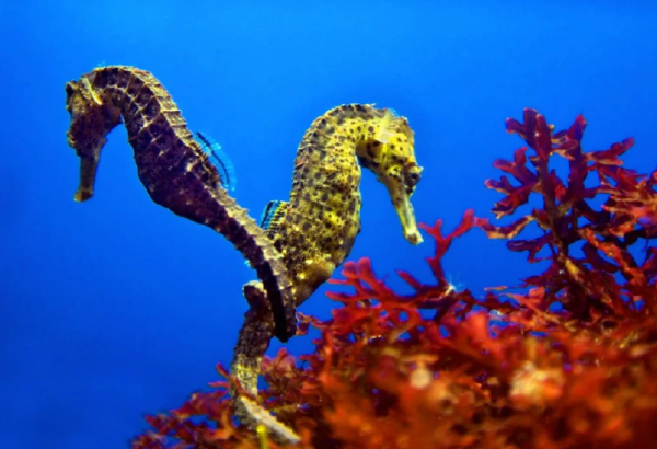 Морской конек голубой