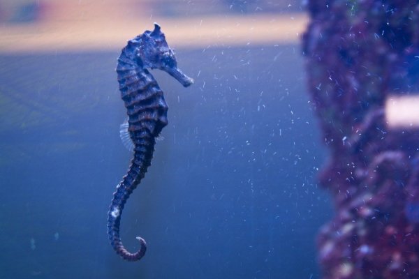 Жители моря