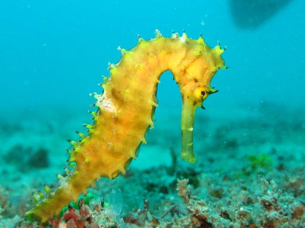 Морской конёк (Hippocampus guttulatus)