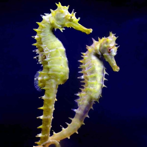 Короткомордый морской конек