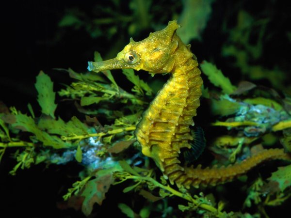 Длиннорылый морской конёк