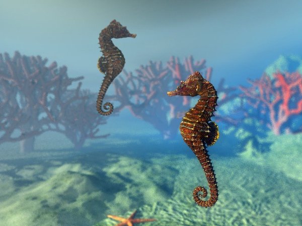 Черноморский морской конек