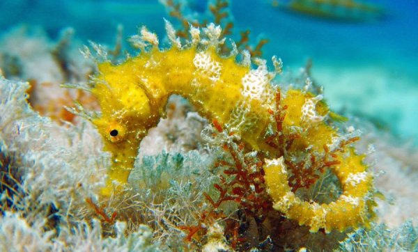 Черноморский морской конек