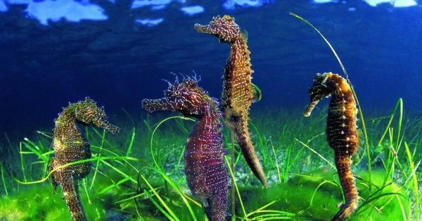 Морской конёк (Hippocampus guttulatus)