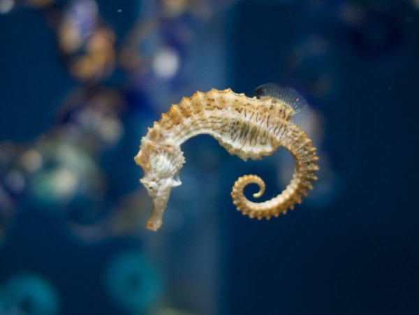 Морской конёк (Hippocampus guttulatus)