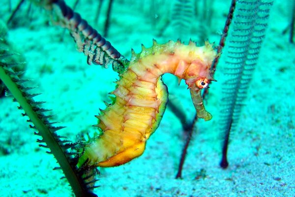 Обитатели морского дна