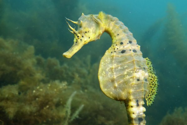 Hippocampus barbouri