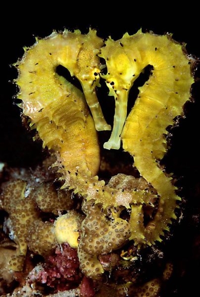 Морские коньки в субтропиках