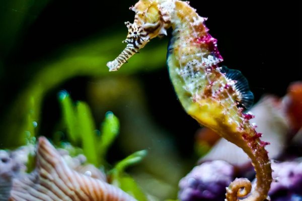 Морской конек голубой