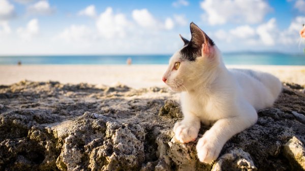 Кот на море