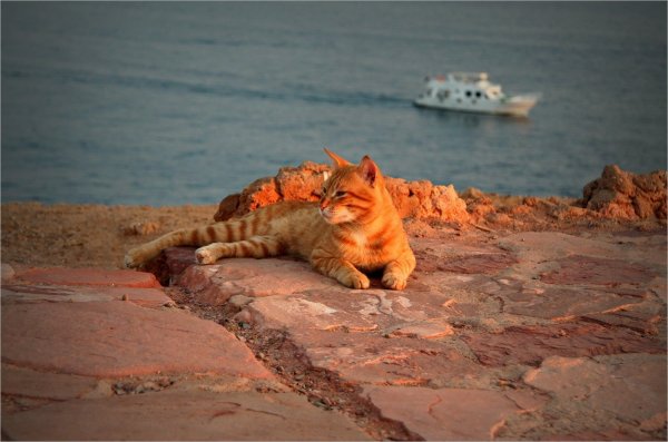 Кошка на берегу моря