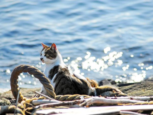 Морская кошка