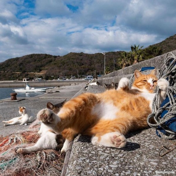 Кошка на берегу моря