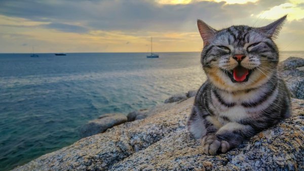 Кот на берегу моря