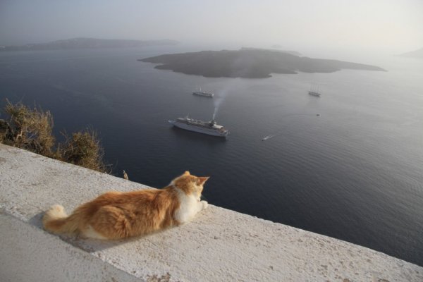 Кот лежит на солнце