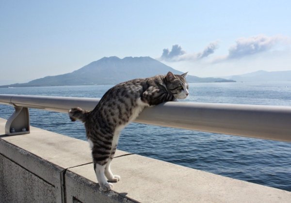 Кошка отдыхает