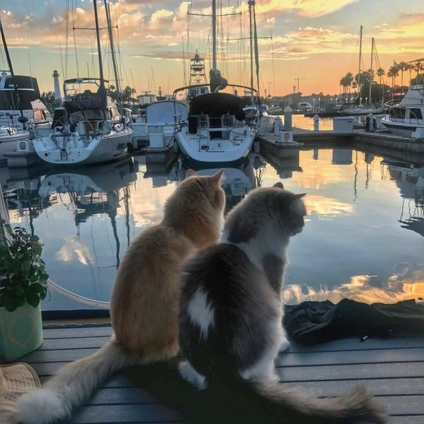 Кошка отдыхает