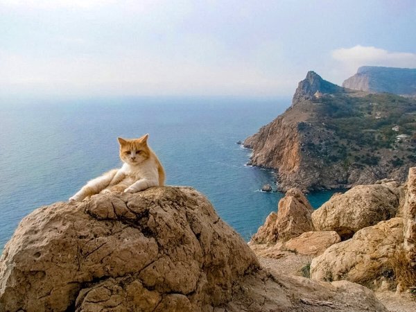 Котик на море