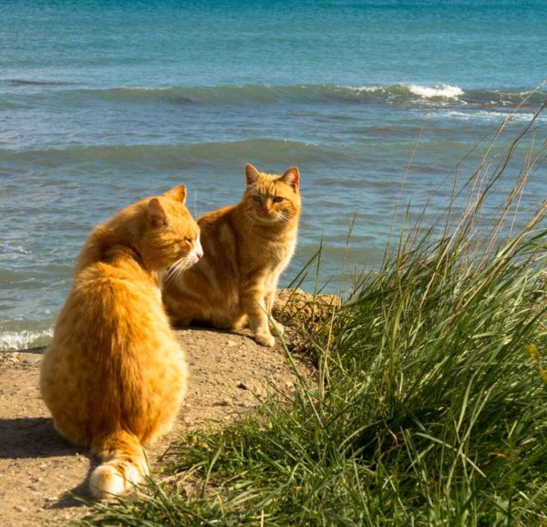 Кот на пляже