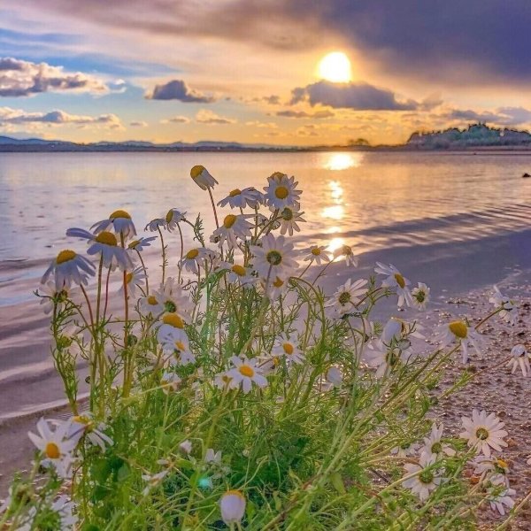 Лето в пастельных тонах