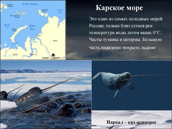 Карское море краткая история открытия