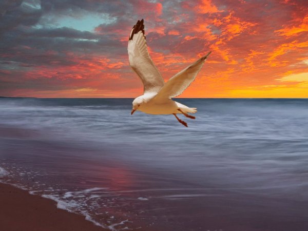 Море, Чайки