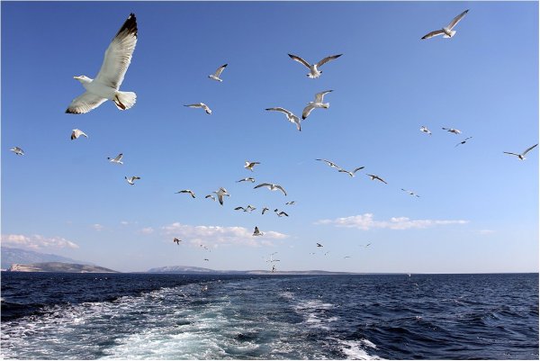 Птицы над морем