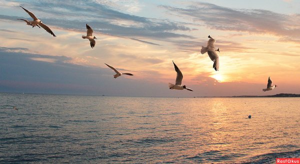 Чайки над морем