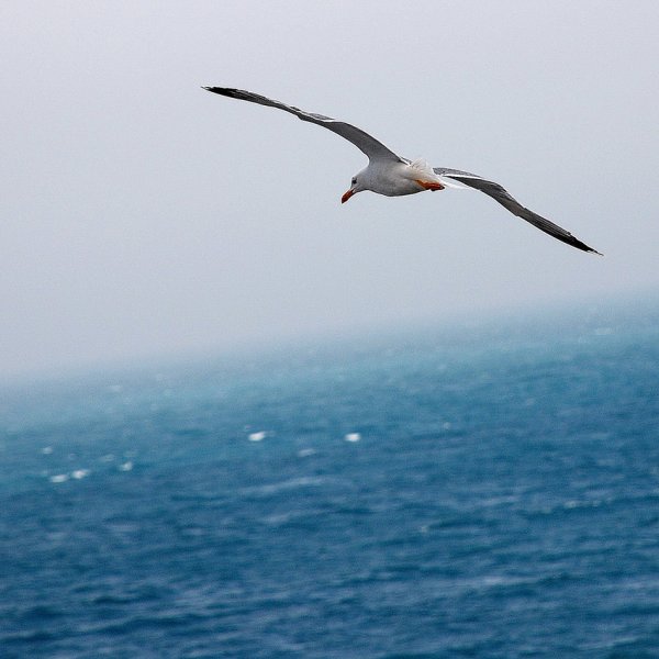 Море, Чайки