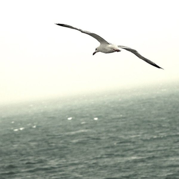 Чайки летают